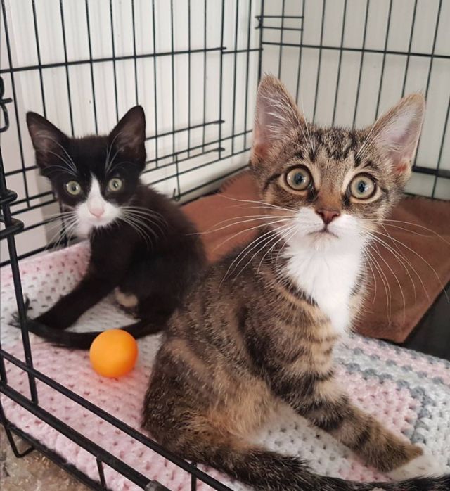 Kittens With Two Paws (6 pics)