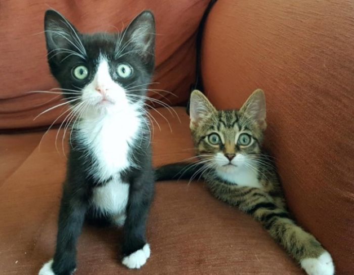 Kittens With Two Paws (6 pics)