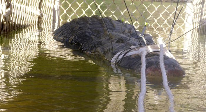 60-Year-Old Crocodile Caught In Australia (3 pics)