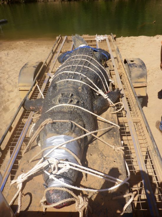 60-Year-Old Crocodile Caught In Australia (3 pics)