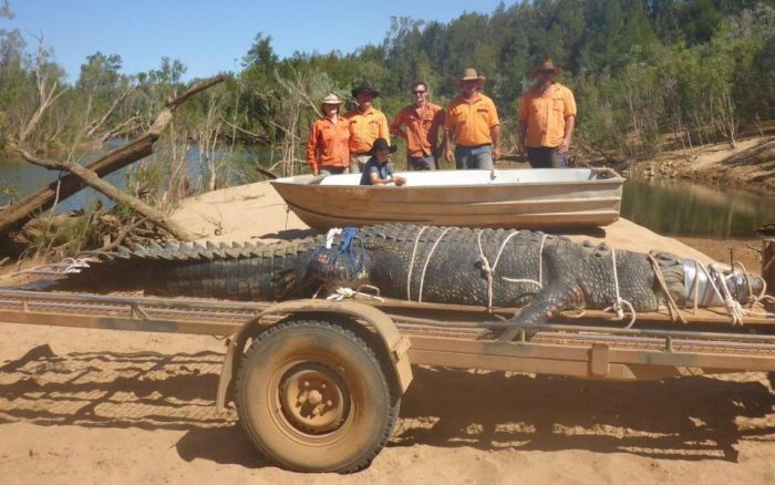 60-Year-Old Crocodile Caught In Australia (3 pics)