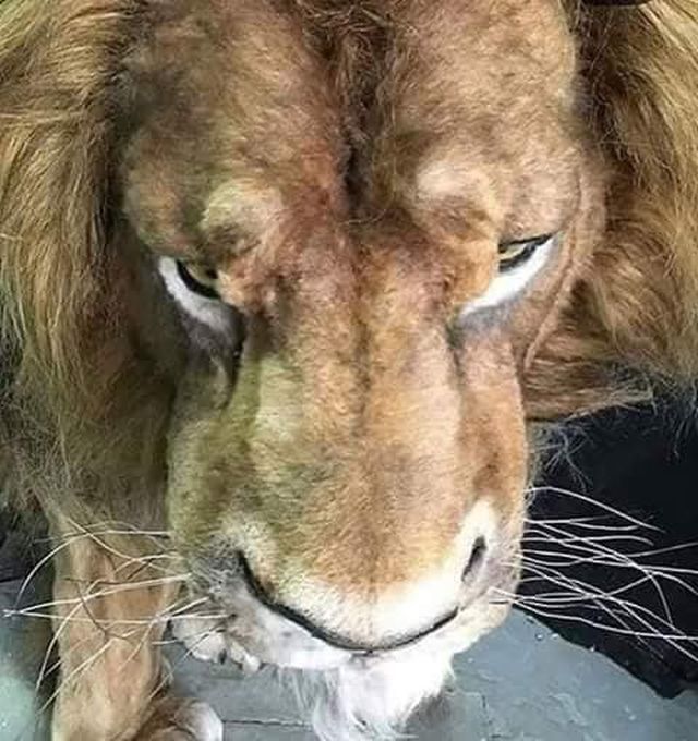 Mufasa Animatronic Model From Live Action Lion King Remake (4 pics)