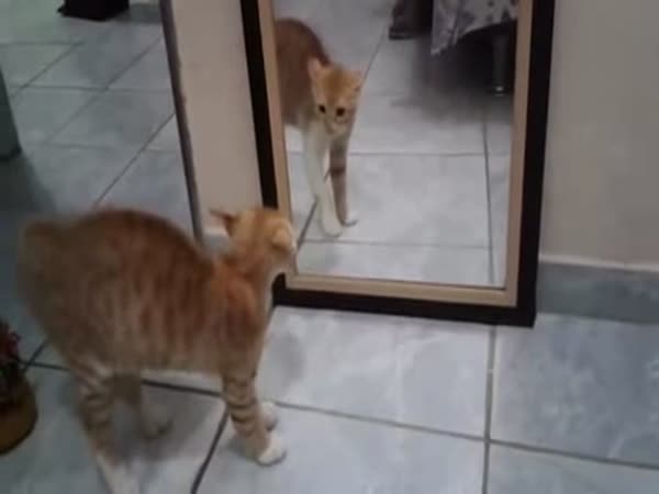Cat Shocked By Reflection After Discovering Mirror