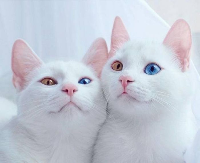 Acid Picdump (93 pics)
