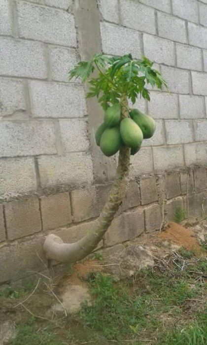Acid Picdump (93 pics)