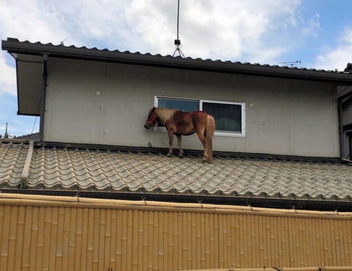 Missing Pony Washed Away In Flood Found Alive On Roof (5 pics)