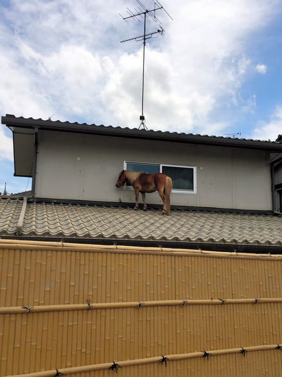 Missing Pony Washed Away In Flood Found Alive On Roof (5 pics)
