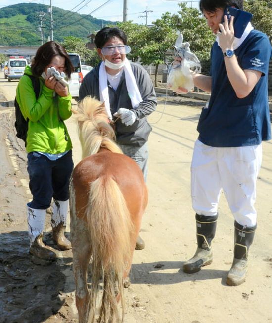 Missing Pony Washed Away In Flood Found Alive On Roof (5 pics)