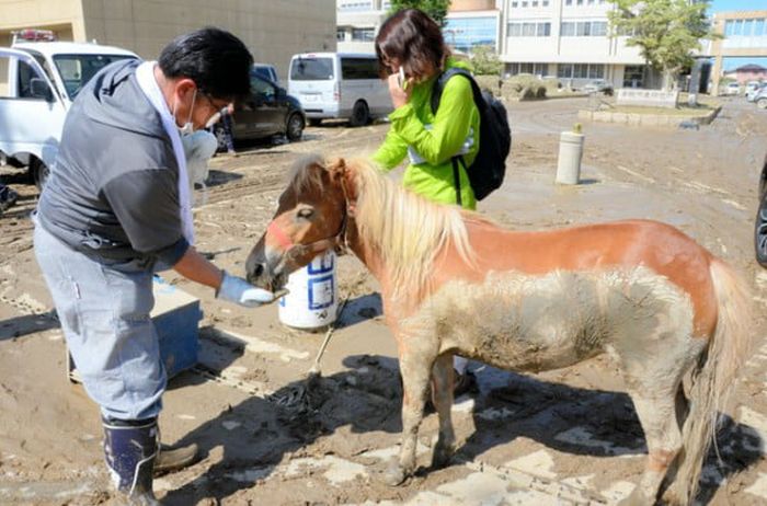 Missing Pony Washed Away In Flood Found Alive On Roof (5 pics)