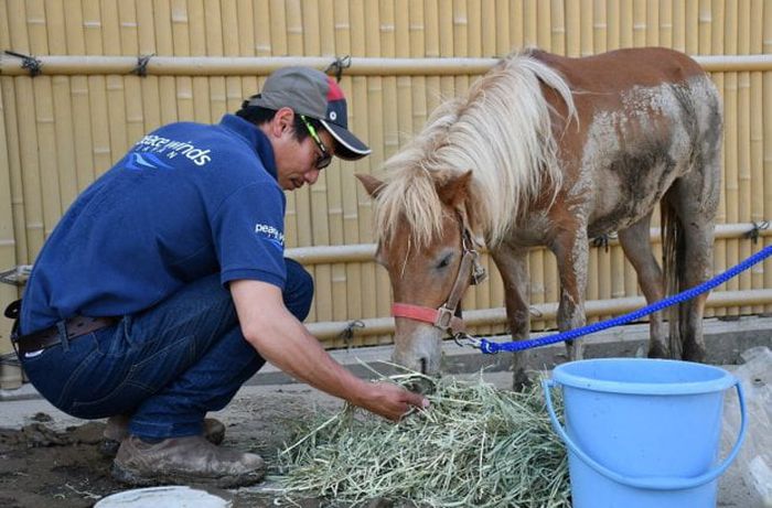 Missing Pony Washed Away In Flood Found Alive On Roof (5 pics)