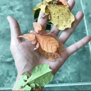 Things You Probably Have Never Seen Or Known Before (20 pics)