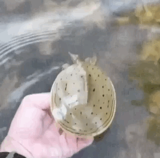 Things You Probably Have Never Seen Or Known Before (20 pics)