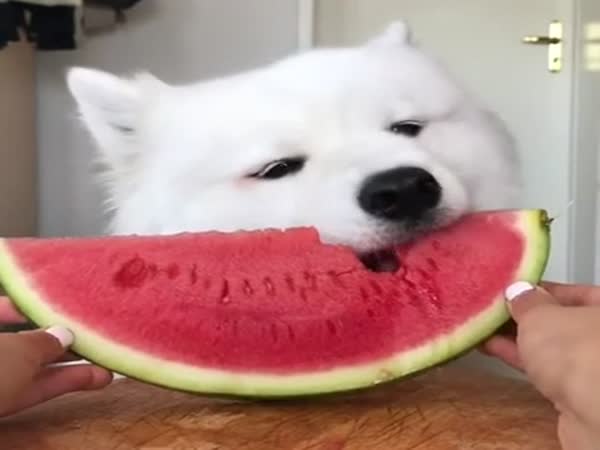 Funny Dog Eating Watermelon
