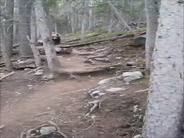 Massive Grizzly Makes It Clear To Hikers That Nature Is In Charge