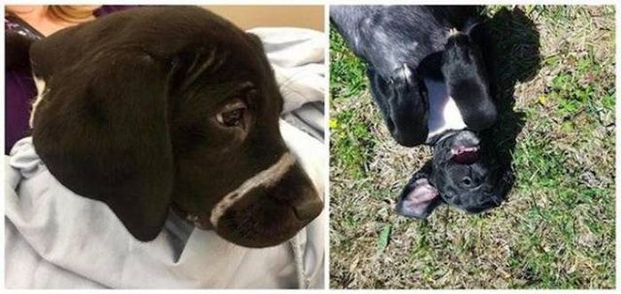 Dogs After The Adoption (24 pics)
