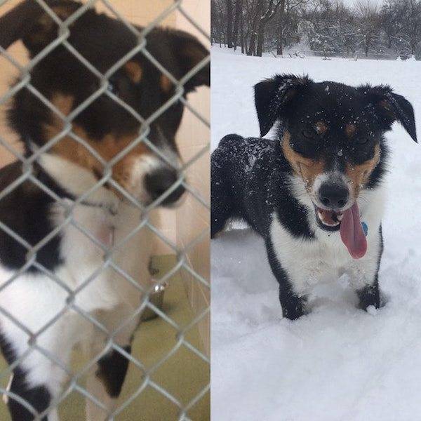 Dogs After The Adoption (24 pics)