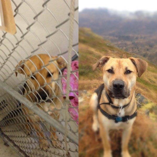 Dogs After The Adoption (24 pics)