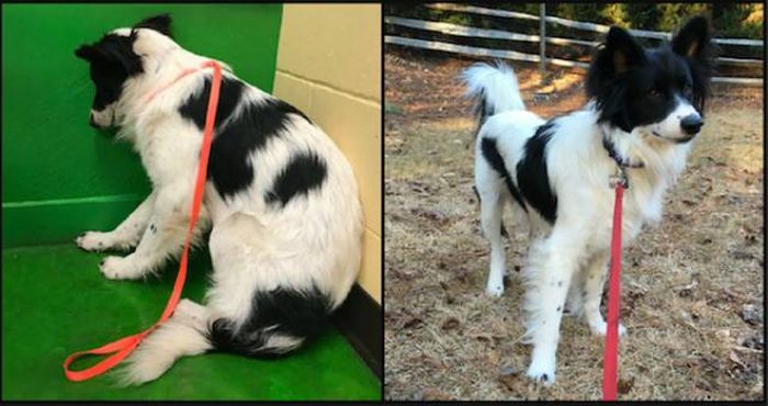 Dogs After The Adoption (24 pics)