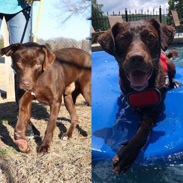 Dogs After The Adoption (24 pics)