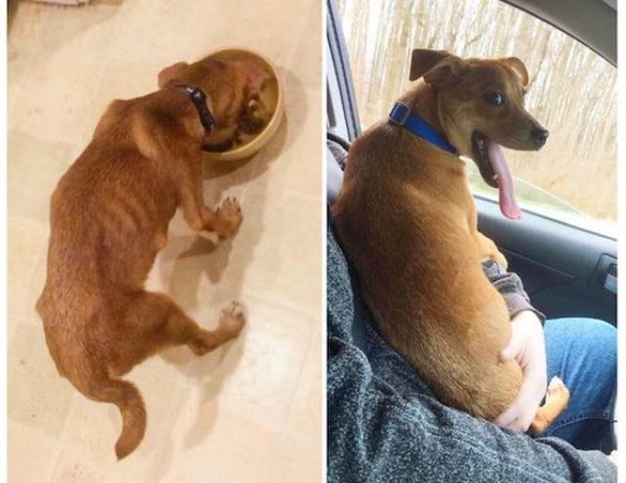 Dogs After The Adoption (24 pics)