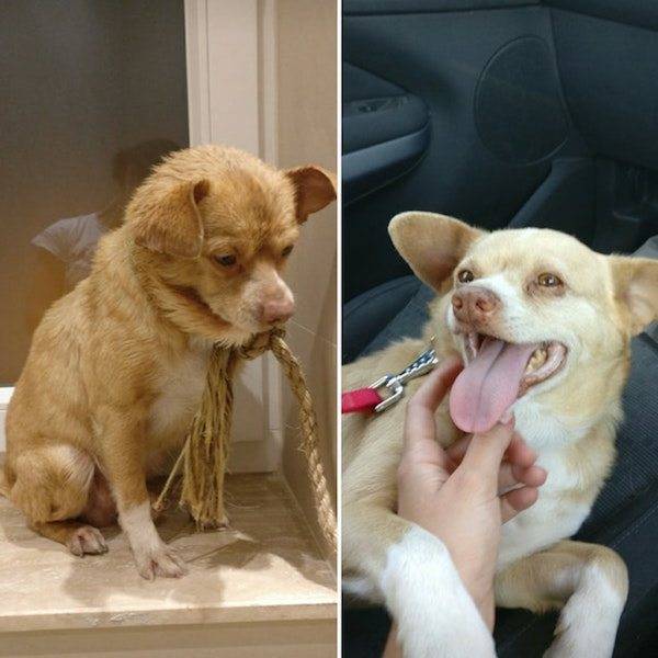 Dogs After The Adoption (24 pics)