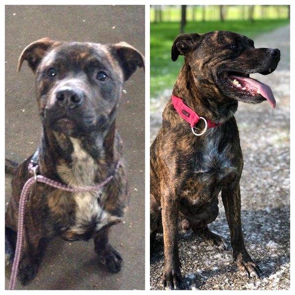 Dogs After The Adoption (24 pics)