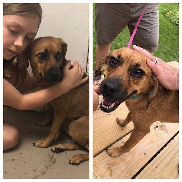 Dogs After The Adoption (24 pics)