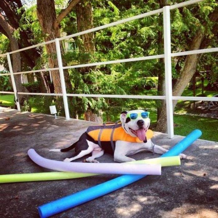 Funny And Interesting Animal Photos (55 pics)