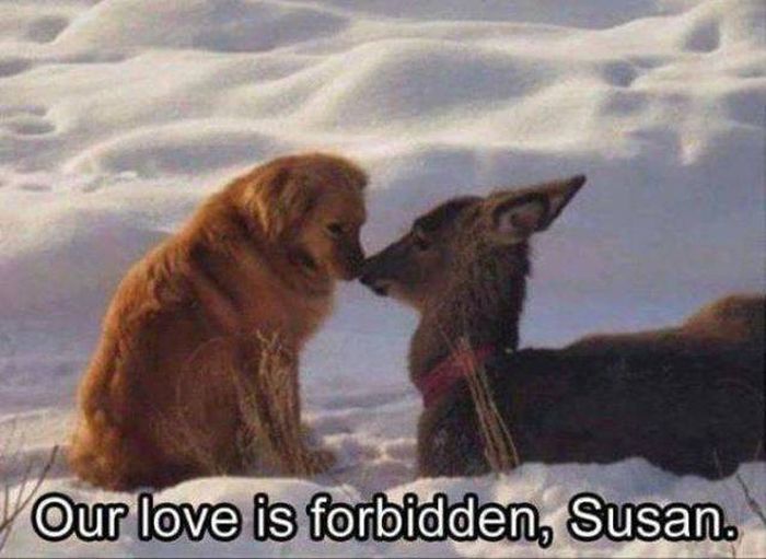 Funny And Interesting Animal Photos (55 pics)