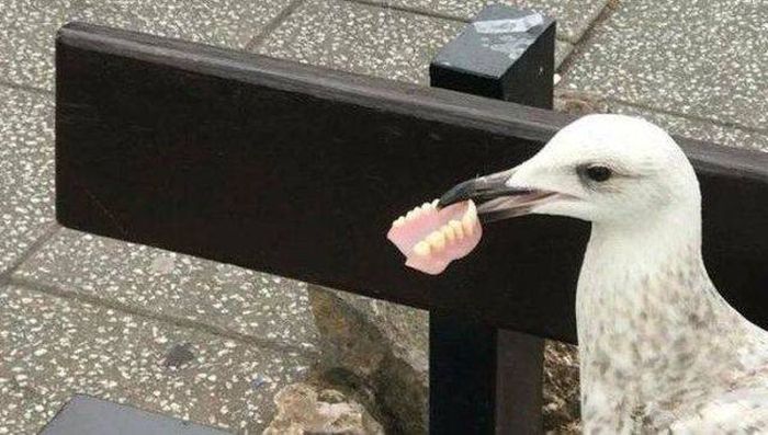 Funny And Interesting Animal Photos (55 pics)