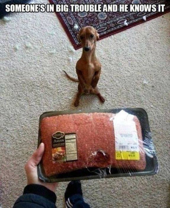 Funny And Interesting Animal Photos (55 pics)