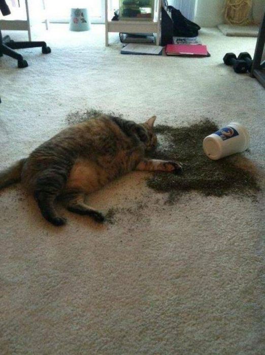 Funny And Interesting Animal Photos (55 pics)