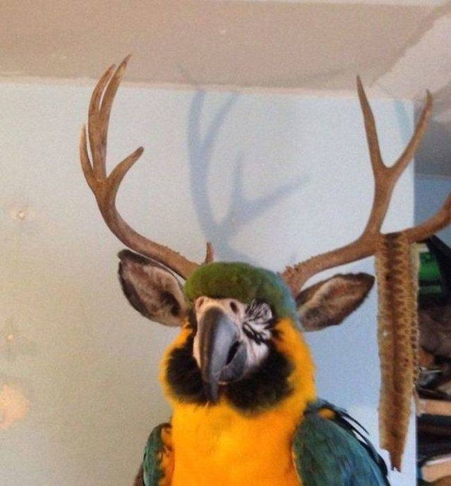 Funny And Interesting Animal Photos (55 pics)
