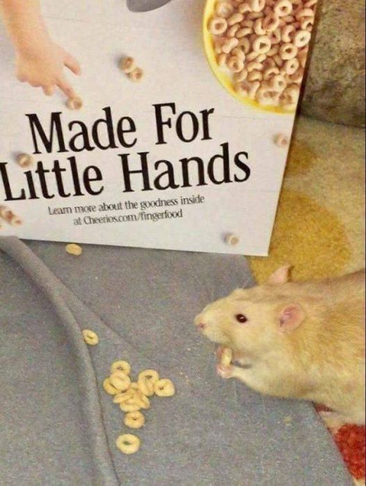 Funny And Interesting Animal Photos (55 pics)