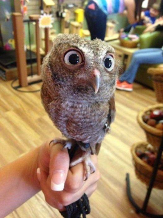 Funny And Interesting Animal Photos (55 pics)