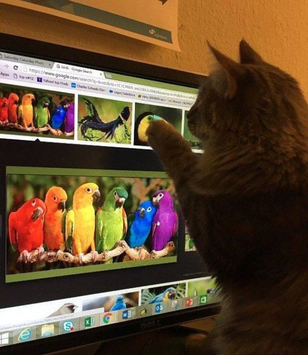 Funny And Interesting Animal Photos (55 pics)