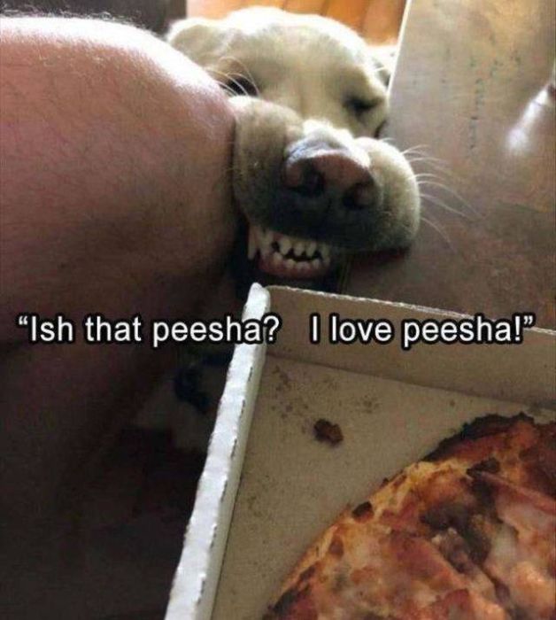 Funny And Interesting Animal Photos (55 pics)