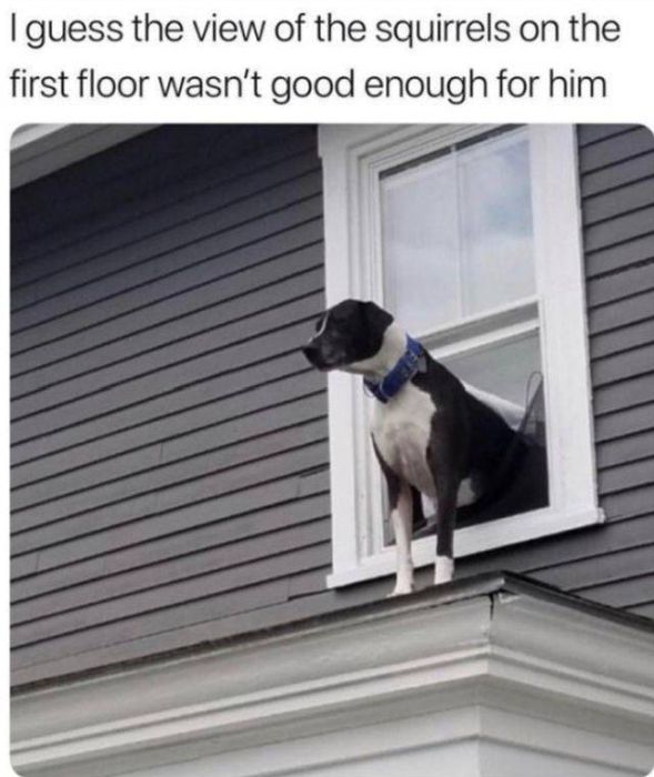 Funny And Interesting Animal Photos (55 pics)
