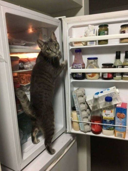 Funny And Interesting Animal Photos (55 pics)
