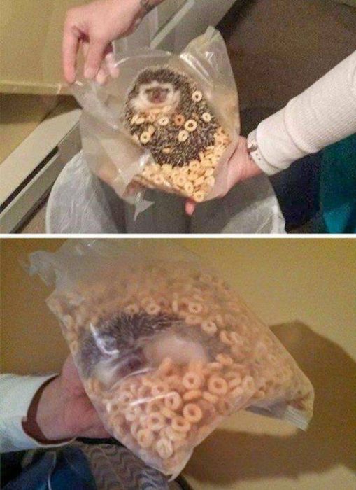 Funny And Interesting Animal Photos (55 pics)