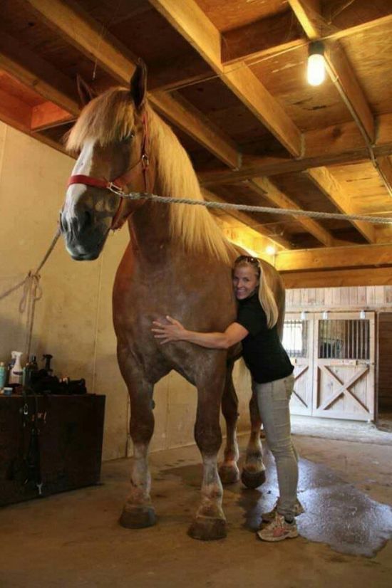 Big Jake Is The Highest Horse In The World (6 pics)