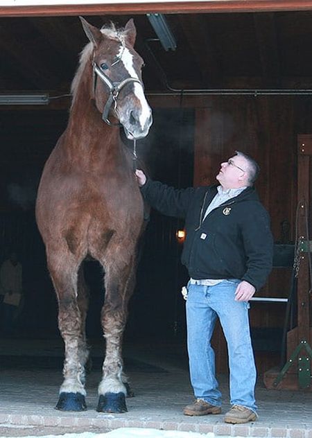 Big Jake Is The Highest Horse In The World (6 pics)