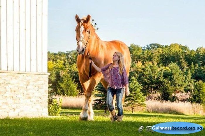 Big Jake Is The Highest Horse In The World (6 pics)