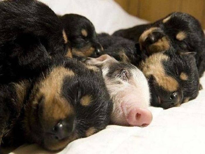 When A Picture Says More Than Just A Thousand Words (54 pics)