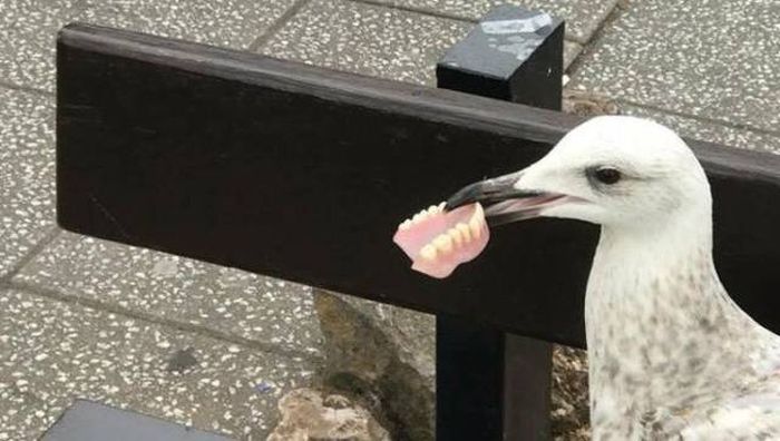 WTF Photos (39 pics)