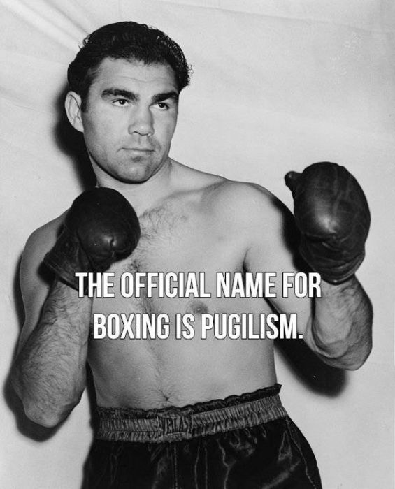 Facts About Boxing (15 pics)