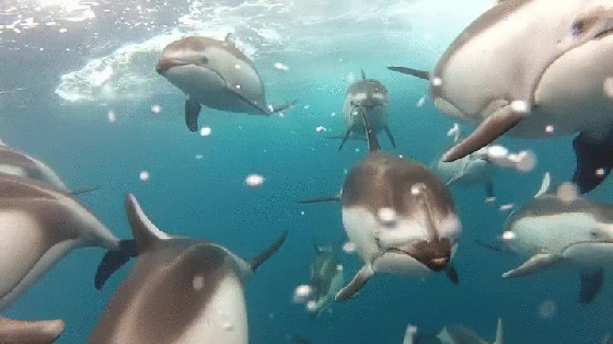 Acid Gifdump, July 17, 2018 (25 gifs)