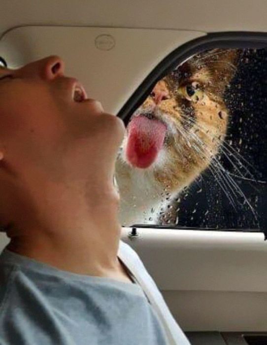 Guy Falls Asleep On Roadtrip, Girlfriend Asks Internet To Photoshop Him (10 pics)