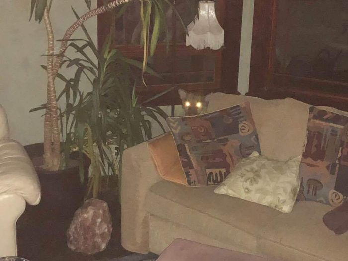 A Dangerous Guest Came For A Visit  (8 pics)