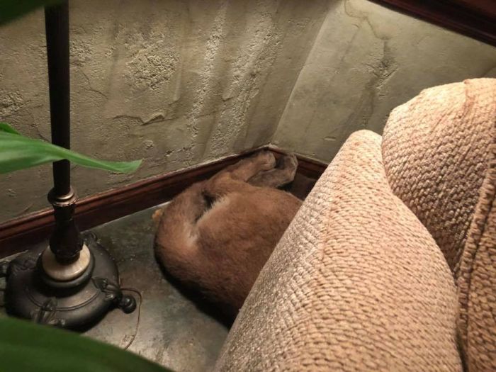 A Dangerous Guest Came For A Visit  (8 pics)